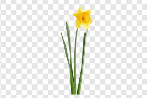 Download #3888 Daffodil Flower Isolated - Daffodil flower Collection