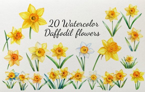 Download 20 Watercolor Daffodil Flowers - Daffodil flower Collection