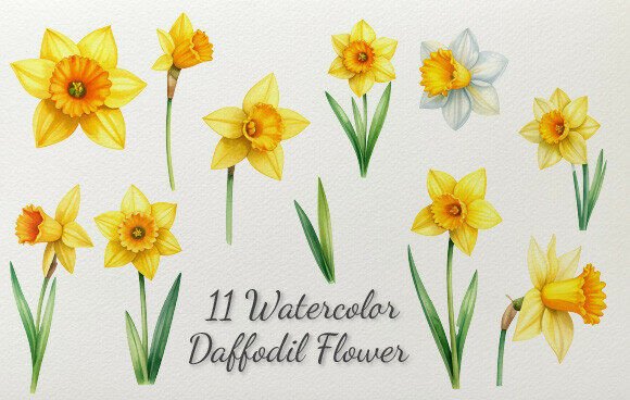 Download 11 Watercolor Daffodil Flower - Daffodil flower Collection