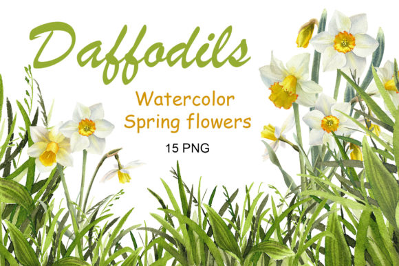 Download Watercolor Daffodil Flower Clipart - Daffodil flower Collection