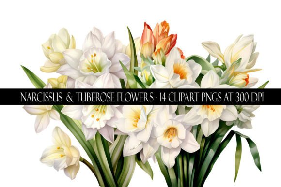 Download Narcissus and Tuberose Flower Clipart - Narcissus Collection