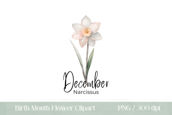 Download Birth Month Flower December Narcissus - Narcissus Collection