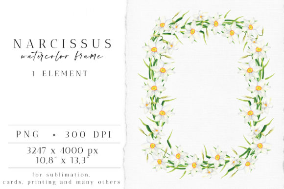 Download Watercolor Narcissus Frame Clipart - Narcissus Collection
